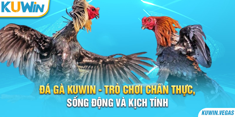 Đá Gà Kuwin - Trò chơi chân thực, sống động và kịch tính