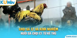 Chọi Gà C1 Và Kinh Nghiệm Nuôi Gà Chọi C1 Từ Kê Thủ