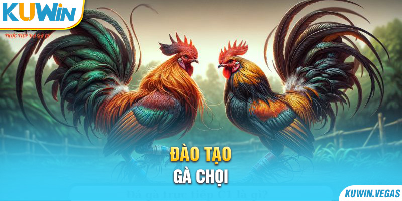 Đào tạo gà chọi