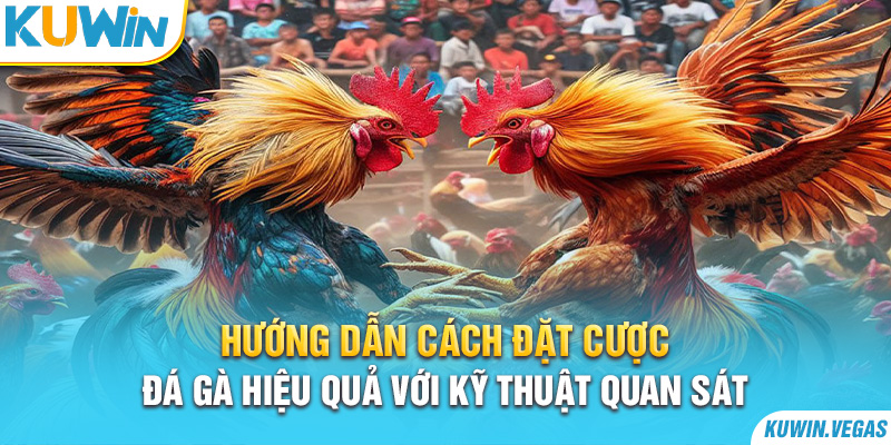 Hướng dẫn cách đặt cược đá gà hiệu quả với kỹ thuật quan sát