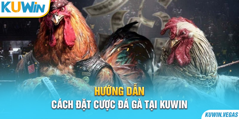 Hướng dẫn cách đặt cược đá gà tại Kuwin