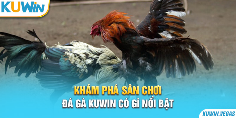 Khám phá sân chơi đá gà Kuwin có gì nổi bật